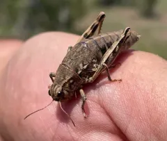 Slow Mountain Grasshopper thumbnail 4