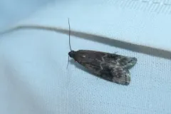 Root Collar Borer Moth thumbnail 2