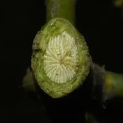 Juniper Mistletoe thumbnail 4