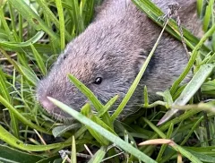 Western Pocket Gopher thumbnail 4