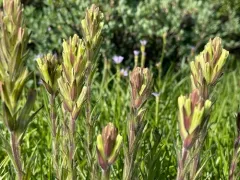 Collegial Paintbrush thumbnail 3