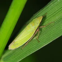 Draeculacephala constricta thumbnail 1