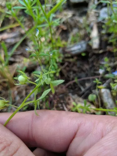 great basin nemophila