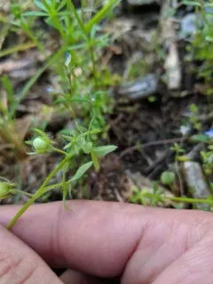 great basin nemophila thumbnail 1