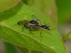 Cordilura pleuritica thumbnail 4