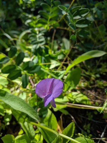 Fewflower Pea