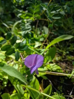 Fewflower Pea thumbnail 1