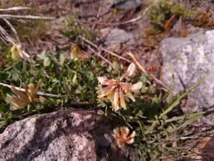 Hayden's Clover thumbnail 2