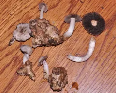 Psathyrella epimyces thumbnail 3