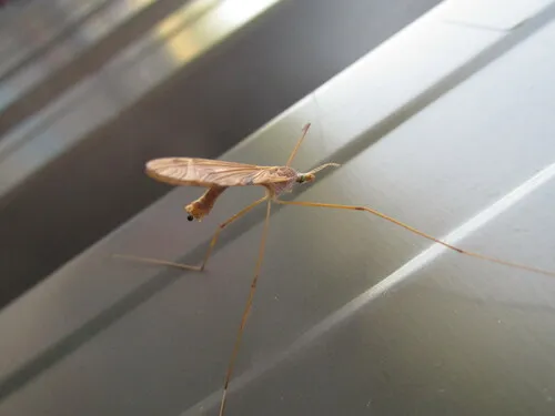 Tipula ultima