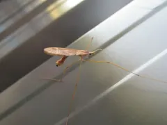 Tipula ultima thumbnail 1