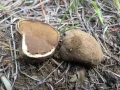 Rhizopogon salebrosus thumbnail 2