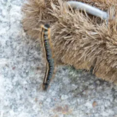 Eastern Tent Caterpillar Moth thumbnail 4