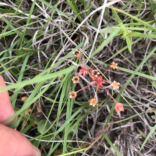western rock-jasmine