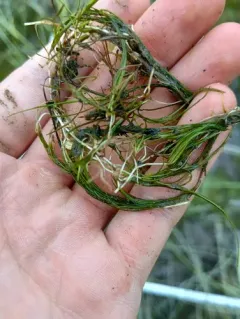 Horned Pondweed thumbnail 1