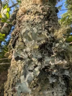perforated ruffle lichen thumbnail 4