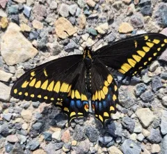 Short-tailed Swallowtail thumbnail 3