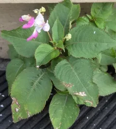 Kashmir Balsam thumbnail 4