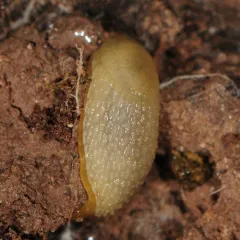 Hedgehog Slug thumbnail 2