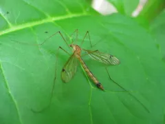 Nephrotoma eucera thumbnail 3