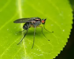 Dolichopus contiguus thumbnail 1