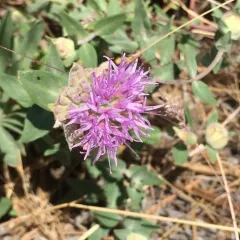 mountain coyote mint thumbnail 2