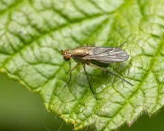 Dolichopus bifractus thumbnail 1