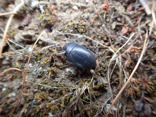 Coniontis ovalis
