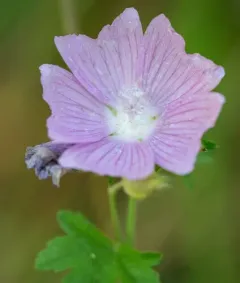 Greater Musk-mallow thumbnail 4