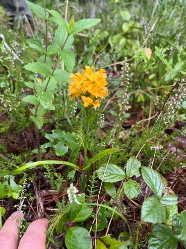 orange crested orchid