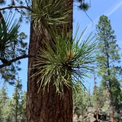 Western Ponderosa Pine thumbnail 3