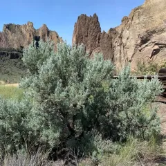 Big Sagebrush thumbnail 3