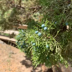 western juniper thumbnail 3