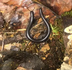 Californiulus parvior thumbnail 4
