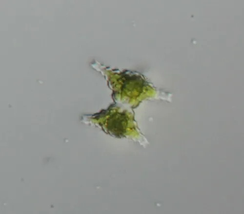 Staurastrum manfeldtii