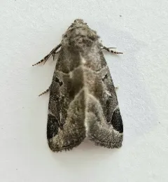 Black-barred Brown thumbnail 3