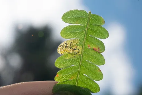 Phytoliriomyza clara