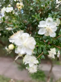 myrtle thumbnail 3