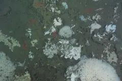 Sharpchin Rockfish thumbnail 4
