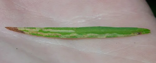 Ophiomyia euthamiae