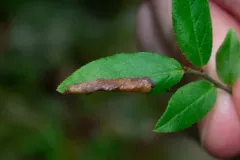 Parornix preciosella thumbnail 3