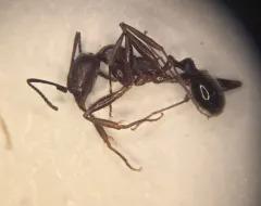 Treat's Collared Ant thumbnail 3