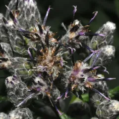 american saw-wort thumbnail 1