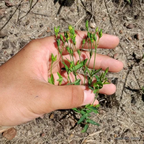 large canadian st. john's-wort