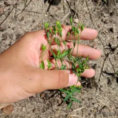 large canadian st. john's-wort thumbnail 1