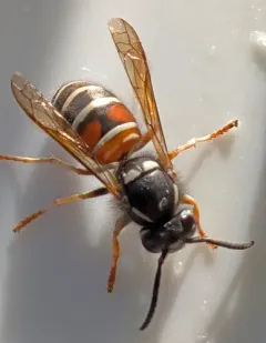 Northern Red-banded Yellowjacket thumbnail 4