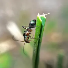 Barberiella formicoides thumbnail 3