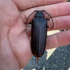 Spined Woodborer thumbnail 3