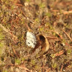 Greater Bee Fly thumbnail 4