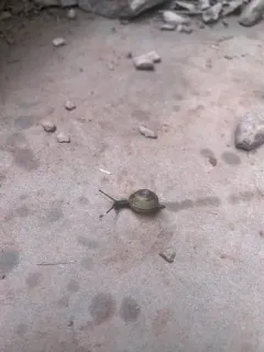 Globose Dome Snail thumbnail 2